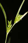 Eastern narrowleaf sedge